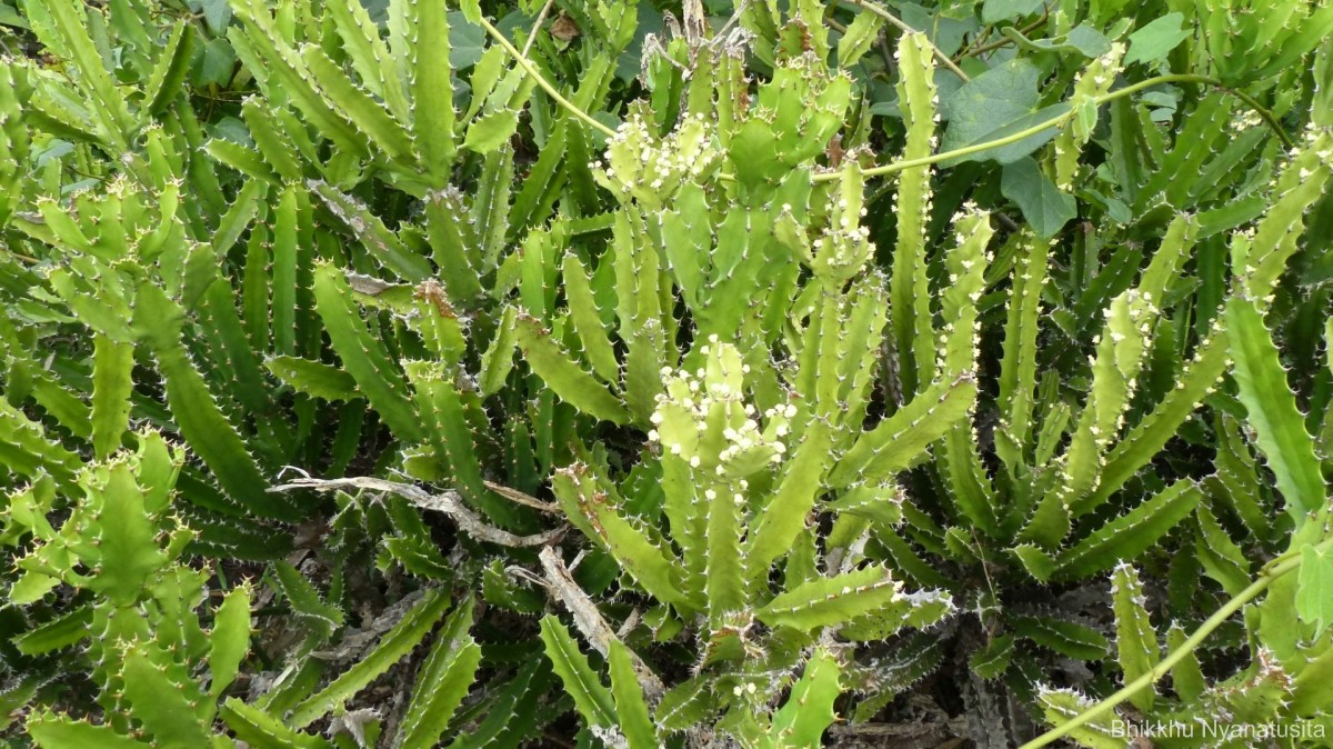 Euphorbia trigona Mill.